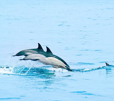 fyc_car_21_mobile Mobile Image