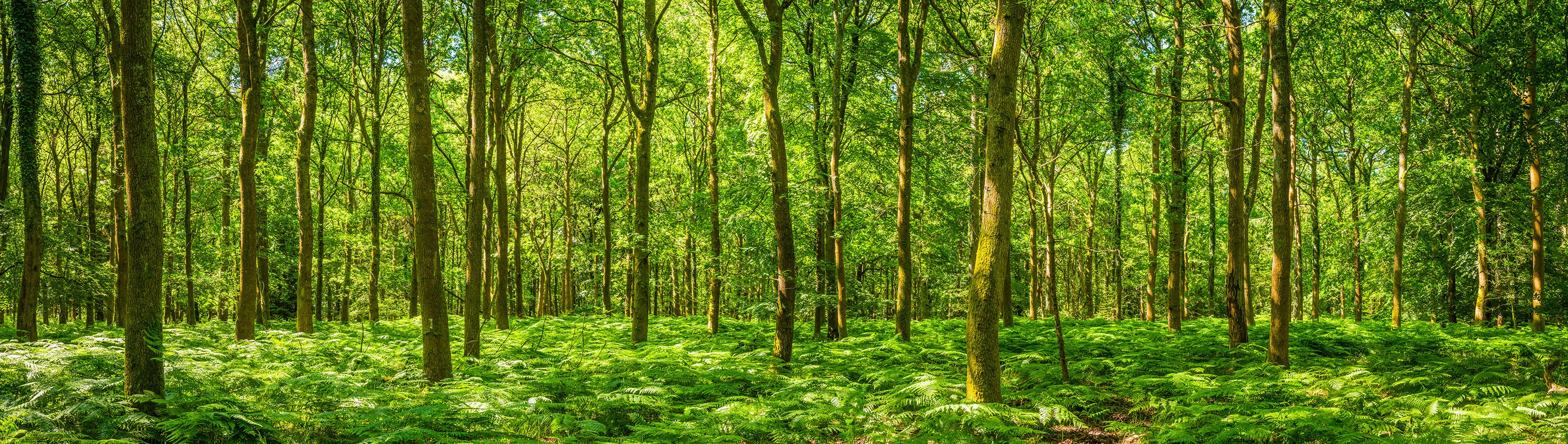 itineraryImageDesktop